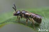 Kleigroefbij (Lasioglossum pauxillum)