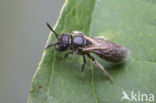 Kleigroefbij (Lasioglossum pauxillum)