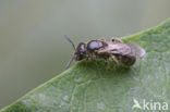 Kleigroefbij (Lasioglossum pauxillum)