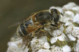 Kleine bijvlieg (Eristalis arbustorum)