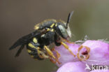 Kleine harsbij (Anthidium strigatum)