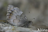 Kleine heivlinder (Hipparchia statilinus) 