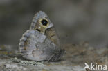 Kleine heivlinder (Hipparchia statilinus) 