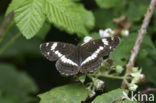 Kleine IJsvogelvlinder (Limenitis camilla) 