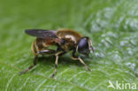 Kleine Narcisvlieg (Merodon rufus)