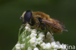 Kleine Narcisvlieg (Merodon rufus)