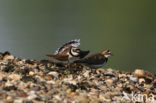 Kleine Plevier (Charadrius dubius)