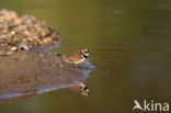 Kleine Plevier (Charadrius dubius)