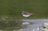 Kleine Plevier (Charadrius dubius)