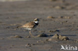 Kleine Plevier (Charadrius dubius)