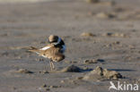 Kleine Plevier (Charadrius dubius)