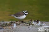 Kleine Plevier (Charadrius dubius)