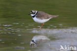 Kleine Plevier (Charadrius dubius)