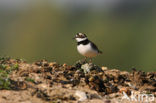 Kleine Plevier (Charadrius dubius)