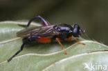 Kleine Rooddijbladloper (Chalcosyrphus femoratus)