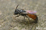 Kleine spitstandbloedbij (Sphecodes longulus)