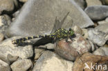 Green-eyed Hooktail (Onychogomphus forcipatus)