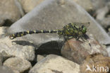 Green-eyed Hooktail (Onychogomphus forcipatus)