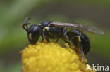 Kleine tuinmaskerbij (Hylaeus pictipes)