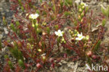 Kleine zonnedauw (Drosera intermedia) 