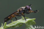 Hoverfly (Pyrophaena granditarsa)