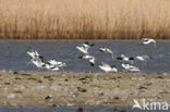 Pied Avocet (Recurvirostra avosetta)