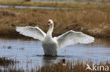 Knobbelzwaan (Cygnus olor)