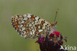 Knoopkruidparelmoervlinder (Melitaea phoebe)