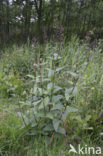 Common Figwort (Scrophularia nodosa)