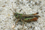 Knopsprietje (Myrmeleotettix maculatus)