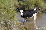 Cow (Bos domesticus)