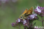 Silver-spotted Skipper (Hesperia comma)