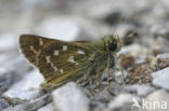 Silver-spotted Skipper (Hesperia comma)