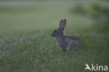 Rabbit (Oryctolagus cuniculus) 