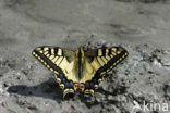 Swallowtail (Papilio machaon)