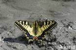 Koninginnepage (Papilio machaon) 