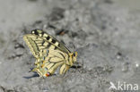 Koninginnepage (Papilio machaon) 