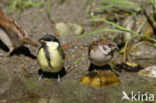 Great Tit (Parus major)