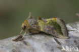 Koperuil (Diachrysia chrysitis)
