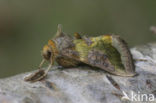 Burnished Brass (Diachrysia chrysitis)