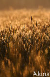corn