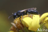 Kortsprietmaskerbij (Hylaeus brevicornis)