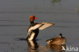 Red-crested Pochard (Netta rufina)