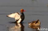 Red-crested Pochard (Netta rufina)