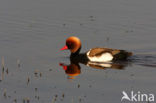 Red-crested Pochard (Netta rufina)