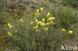 Kruipbrem (Genista pilosa) 