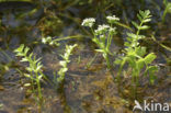 Kruipend moerasscherm (Apium repens) 