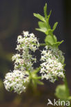 Kruipend moerasscherm (Apium repens) 