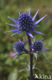 Pyrenees sea holly (Eryngium bourgatii)