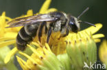 Kruiskruidzandbij (Andrena denticulata) 